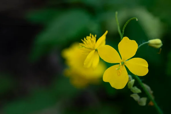花园里美丽的黄色花朵 夏天的概念 — 图库照片