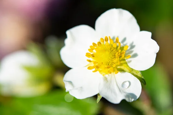 Beautiful White Spring Flowers Growing Garden — Foto de Stock