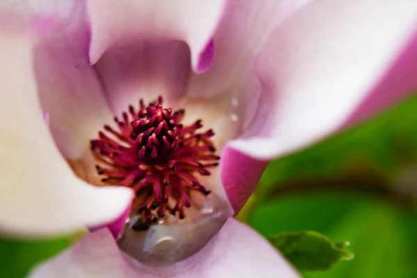Piękny Kwitnący Kwiat Rosnący Ogrodzie — Zdjęcie stockowe
