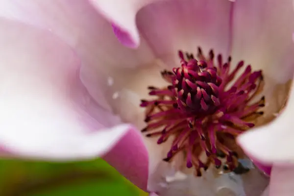 Piękny Kwitnący Kwiat Rosnący Ogrodzie — Zdjęcie stockowe