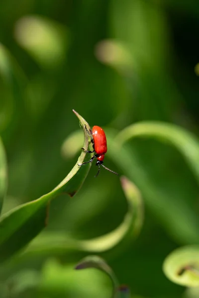 Petit Insecte Rouge Sur Feuille Verte Vue Rapprochée — Photo