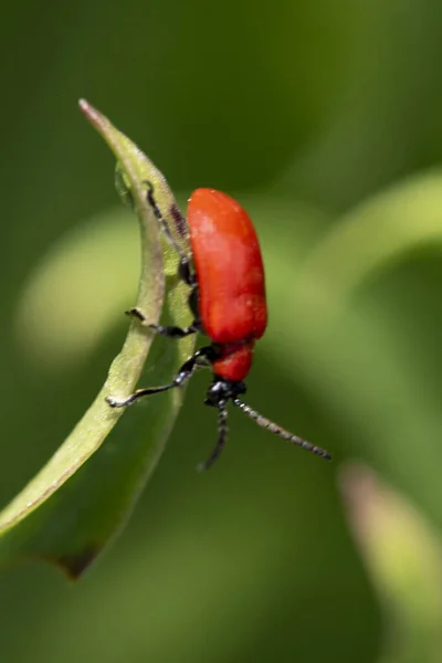 Pequeño Insecto Rojo Hoja Verde Vista Cerca — Foto de Stock