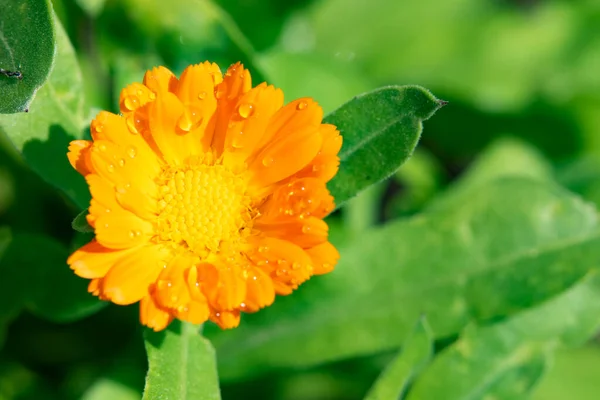 Mooie Bloeiende Bloem Groeien Tuin — Stockfoto