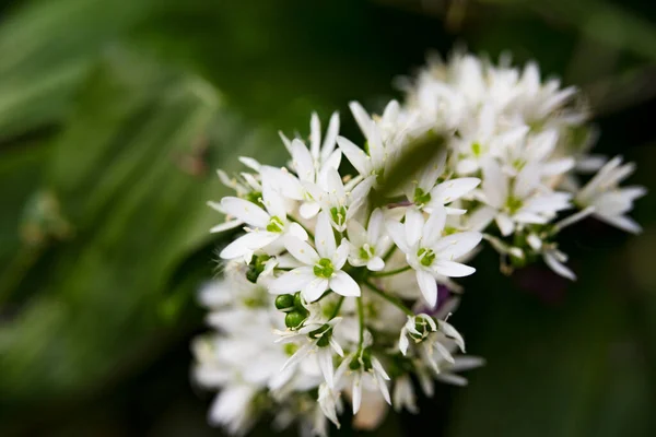 Schöne Weiße Frühlingsblumen Wachsen Garten — Stockfoto