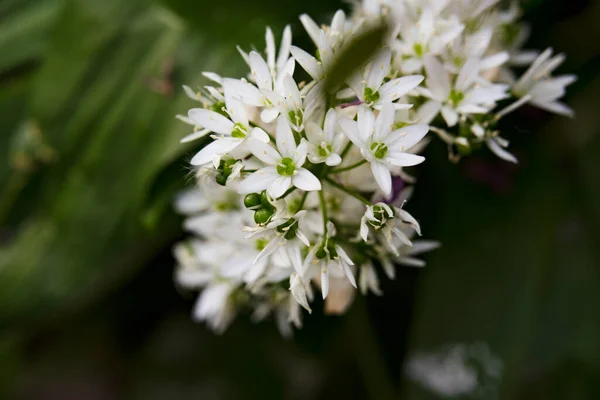 Красивые Белые Весенние Цветы Растущие Саду — стоковое фото