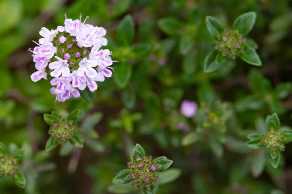 Bellissimi Fiori Che Crescono Giardino — Foto Stock