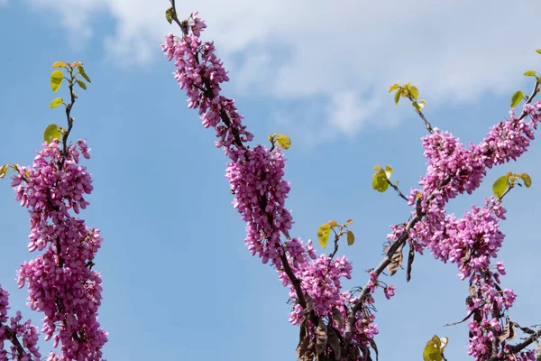 Bahçede güzel pembe bahar çiçek