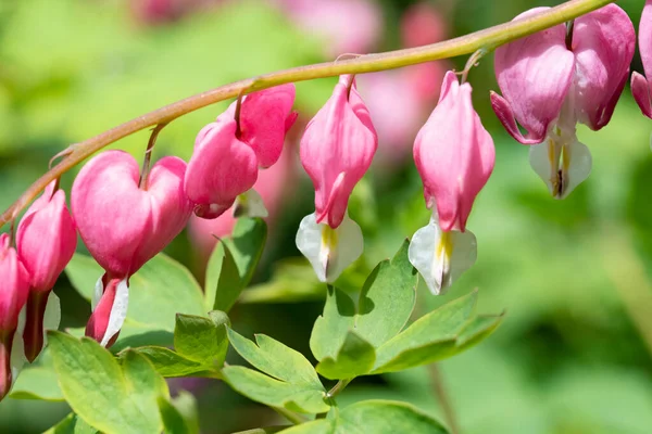 bahçede büyüyen güzel pembe çiçekler