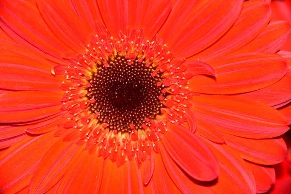 Piękny Gerbera Kwiat Widok Bliska — Zdjęcie stockowe