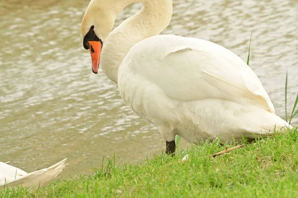 View White Swan Lake — Photo