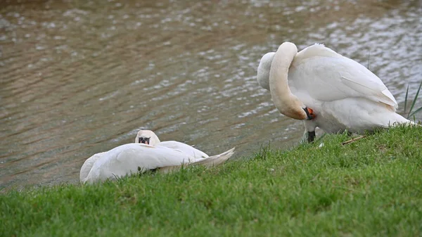 Gölde iki beyaz kuğu