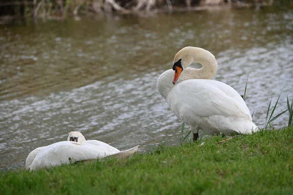 Gölde iki beyaz kuğu