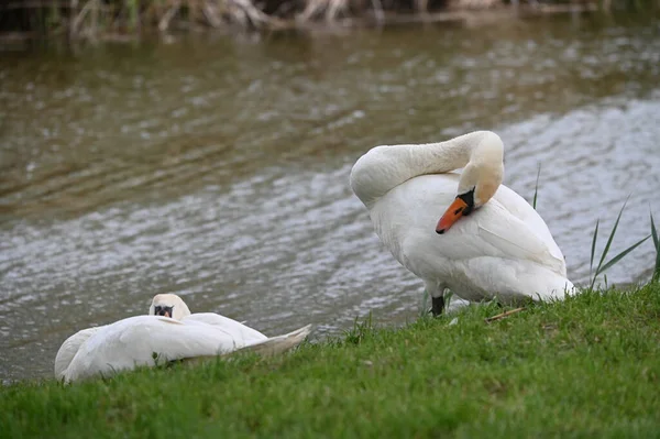 Pair White Swans Lake — Stock Photo, Image