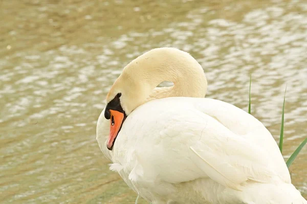 View White Swan Lake — стоковое фото