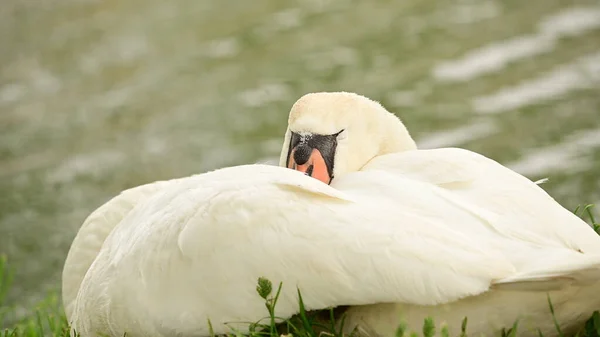 View White Swan Lake — стоковое фото