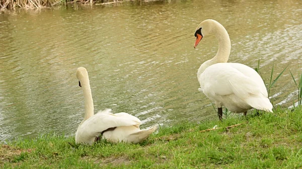 Gölde iki beyaz kuğu