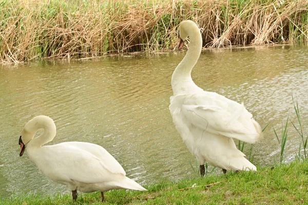 Gölde iki beyaz kuğu