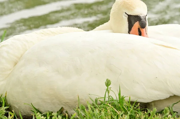 Göldeki beyaz kuğu manzarası