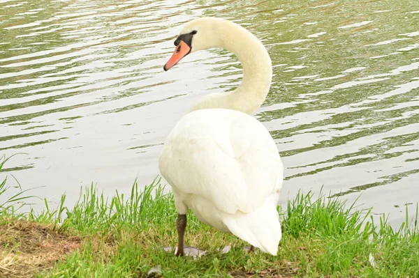 Göldeki beyaz kuğu manzarası