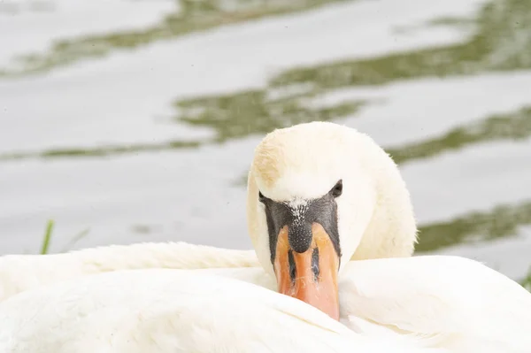 View White Swan Lake — Photo