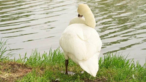 Göldeki beyaz kuğu manzarası