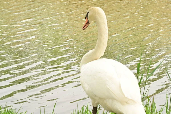 Göldeki beyaz kuğu manzarası