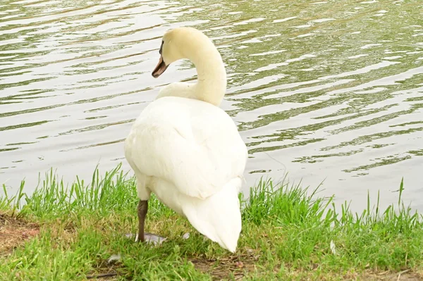 Göldeki beyaz kuğu manzarası