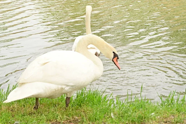 Gölde iki beyaz kuğu