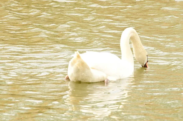 Vue Cygne Blanc Sur Lac — Photo