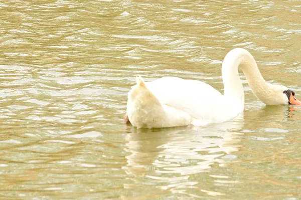 View White Swan Lake — Stok fotoğraf