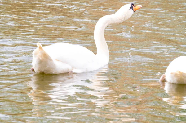 Paar Weißer Schwäne Auf Dem See — Stockfoto