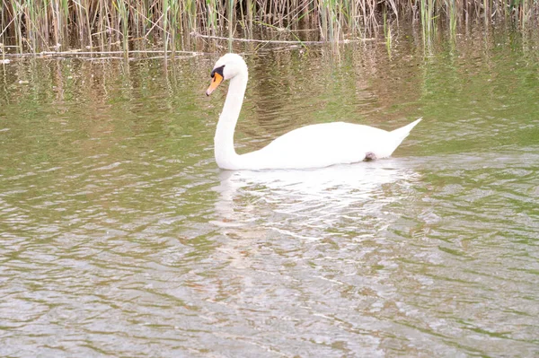 View White Swan Lake — Photo