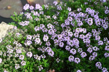 Bahçede büyüyen güzel mor çiçekler, yaz konsepti.