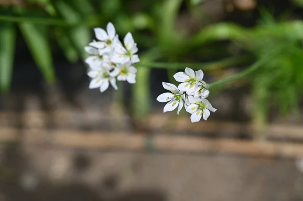 Beautiful White Spring Flowers Growing Garden — Zdjęcie stockowe