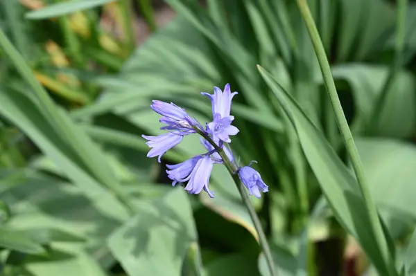 Beautiful Purple Flowers Growing Garden Summer Concept — Fotografia de Stock