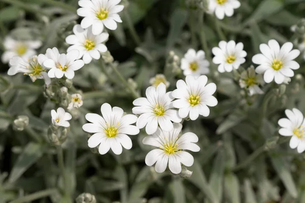 Tender White Flowers Growing Garden — Stock Photo, Image