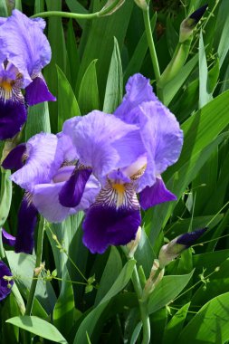 Bahçede mor çiçekler