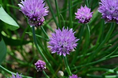 Bahçede mor çiçekler