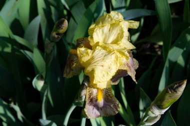 Bahçedeki güzel sarı süsen çiçekleri