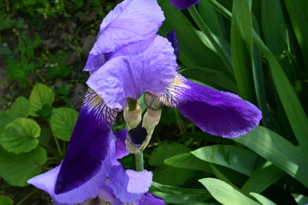 Purpurowe Kwiaty Ogrodzie — Zdjęcie stockowe