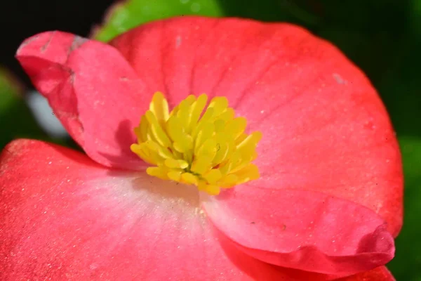 Beautiful Blooming Flower Growing Garden — Stockfoto