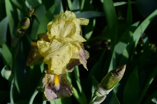 Belles Fleurs Iris Jaune Dans Jardin — Photo