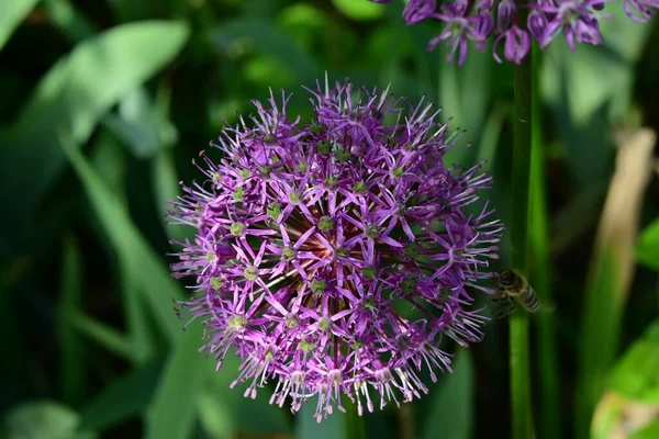 Purple Flowers Garden — Stock Photo, Image