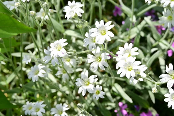 Bahçedeki güzel beyaz çiçekler