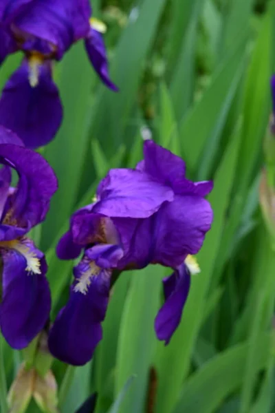 Paarse Bloemen Tuin — Stockfoto