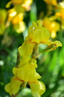 Bahçedeki güzel sarı süsen çiçekleri