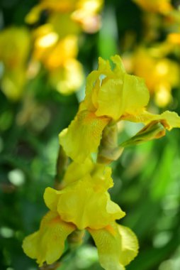 Bahçedeki güzel sarı süsen çiçekleri