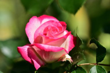 Bahçede güzel pembe bir gül