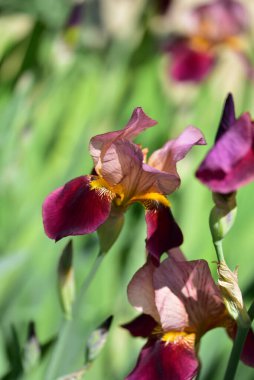 Güzel Iris çiçekleri, çiçek konsepti...