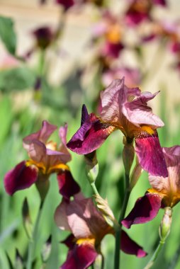 Güzel Iris çiçekleri, çiçek konsepti...